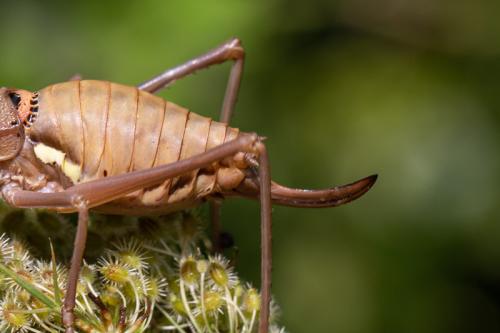 Uromenus brevicollis insularis